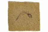 Oligocene Fossil Fish (Idrissia carpathica) - Poland #320602-1